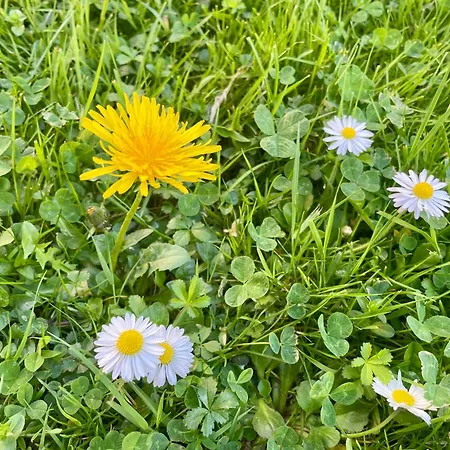 Côté Jardin Mutualiste